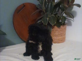 Shih Tzu dogs Shih Tzu Puppy 1 - Ad 33