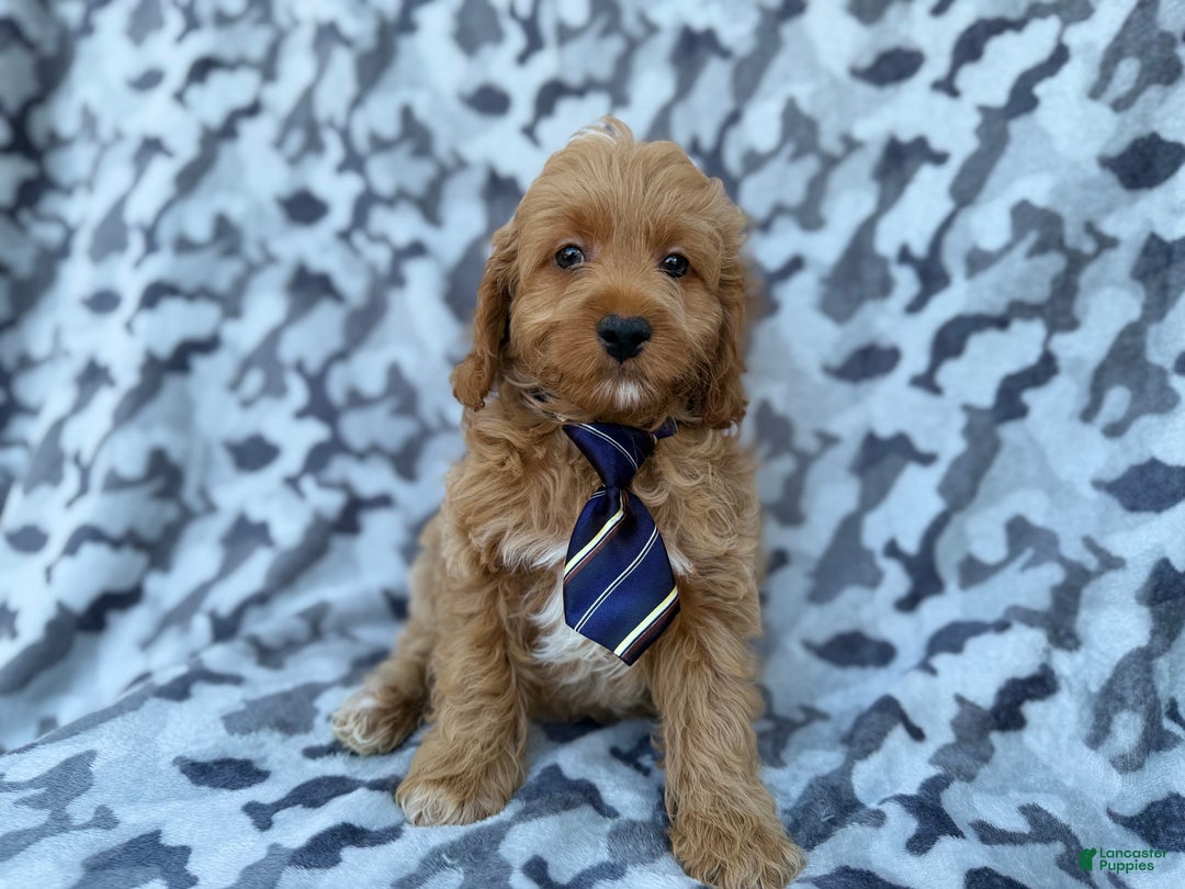 Cockapoo dogs for sale: Comet - Ad 5