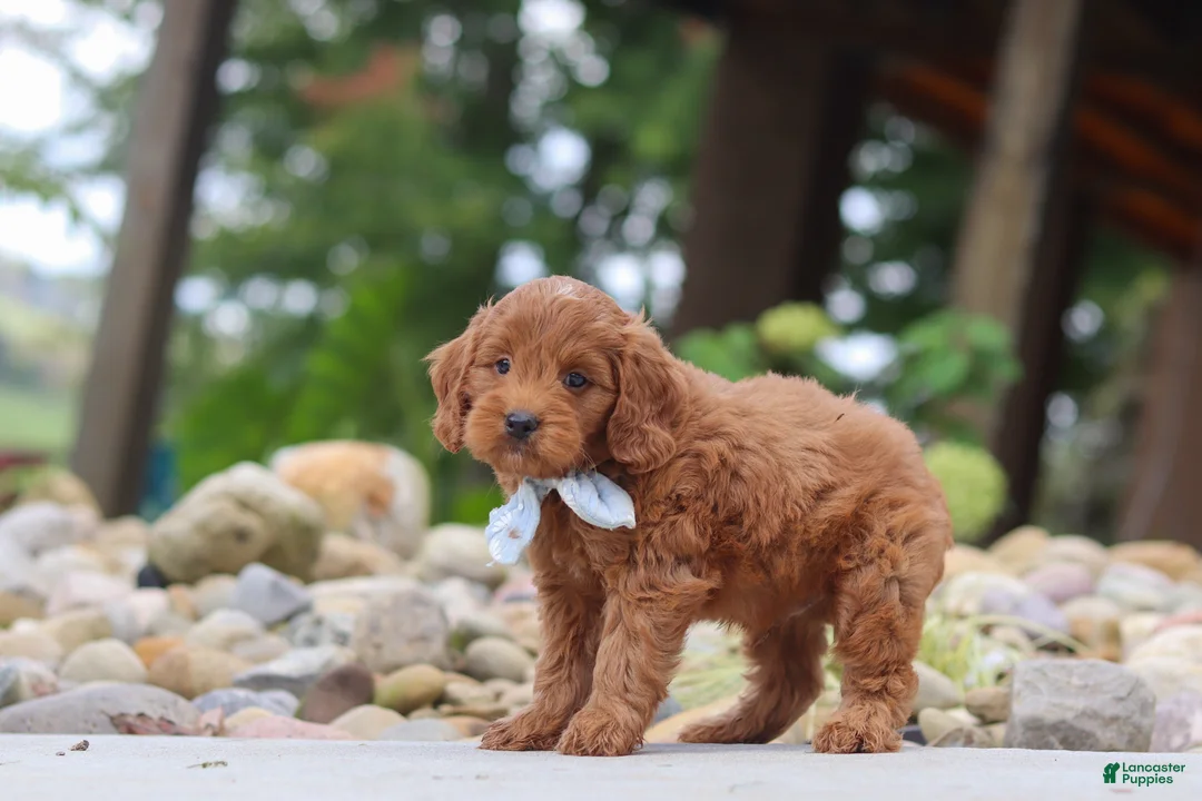 Mini Goldendoodle dogs for sale: Igor - Ad 2