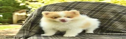 Pomeranian dogs for sale: Sailor  - Ad 4