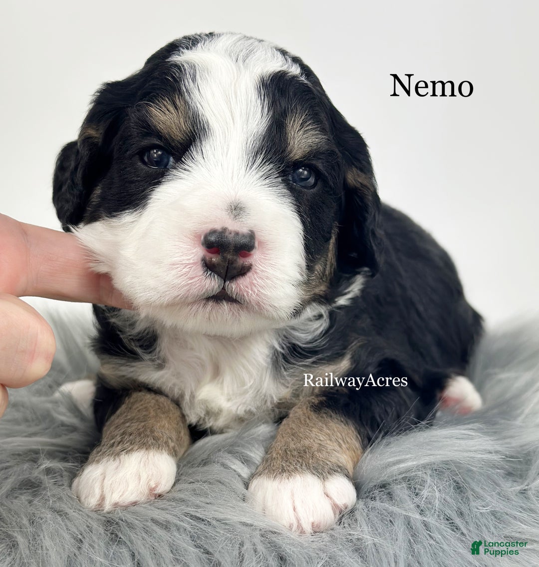 Mini Bernedoodle dogs for sale: Nemo - Ad 3