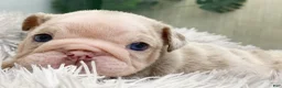 English Bulldog dogs for sale: ELOISE - Ad 11