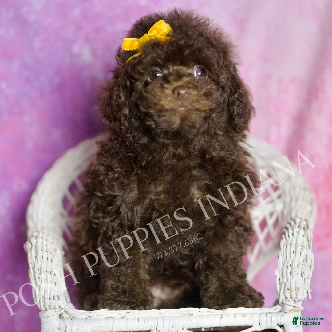 Standard Poodle dogs for sale: Scooter - Ad 1