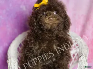 Standard Poodle dogs Scooter - Ad 24