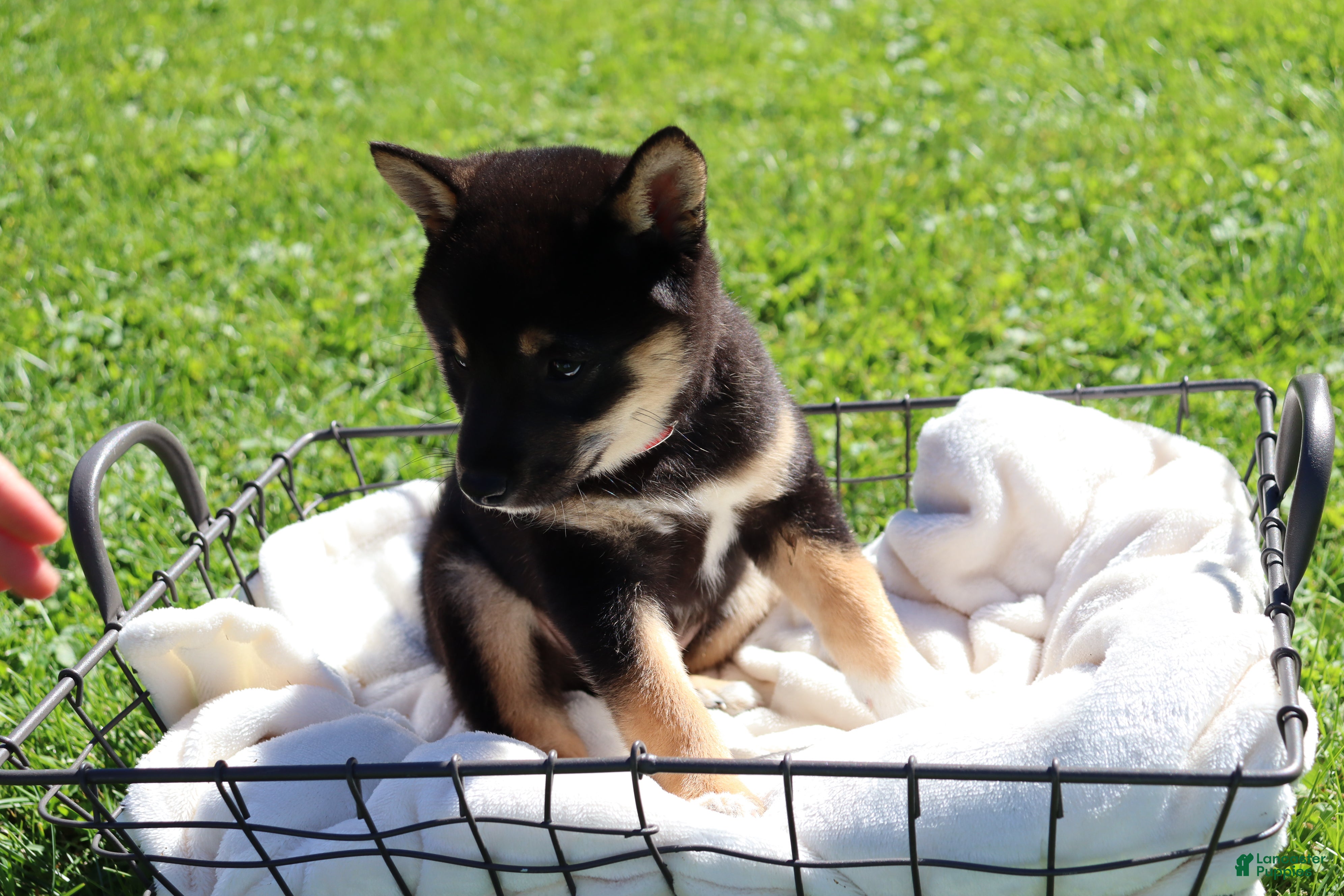 Shiba Inu dogs Teddy - Ad 2