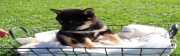 Shiba Inu dogs for sale: Teddy - Ad 2