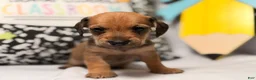 Mixed Breed dogs for sale: Barkley  - Ad 2