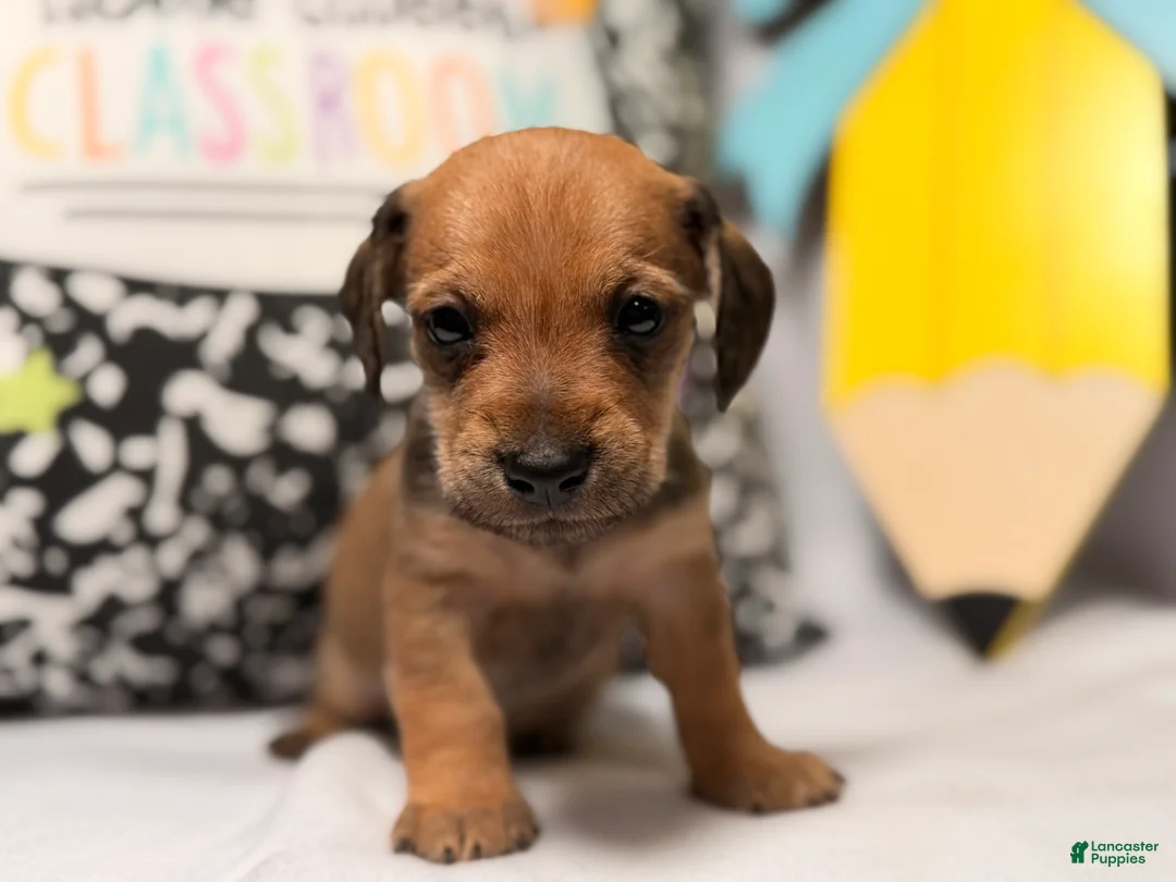 Mixed Breed dogs for sale: Barkley  - Ad 2