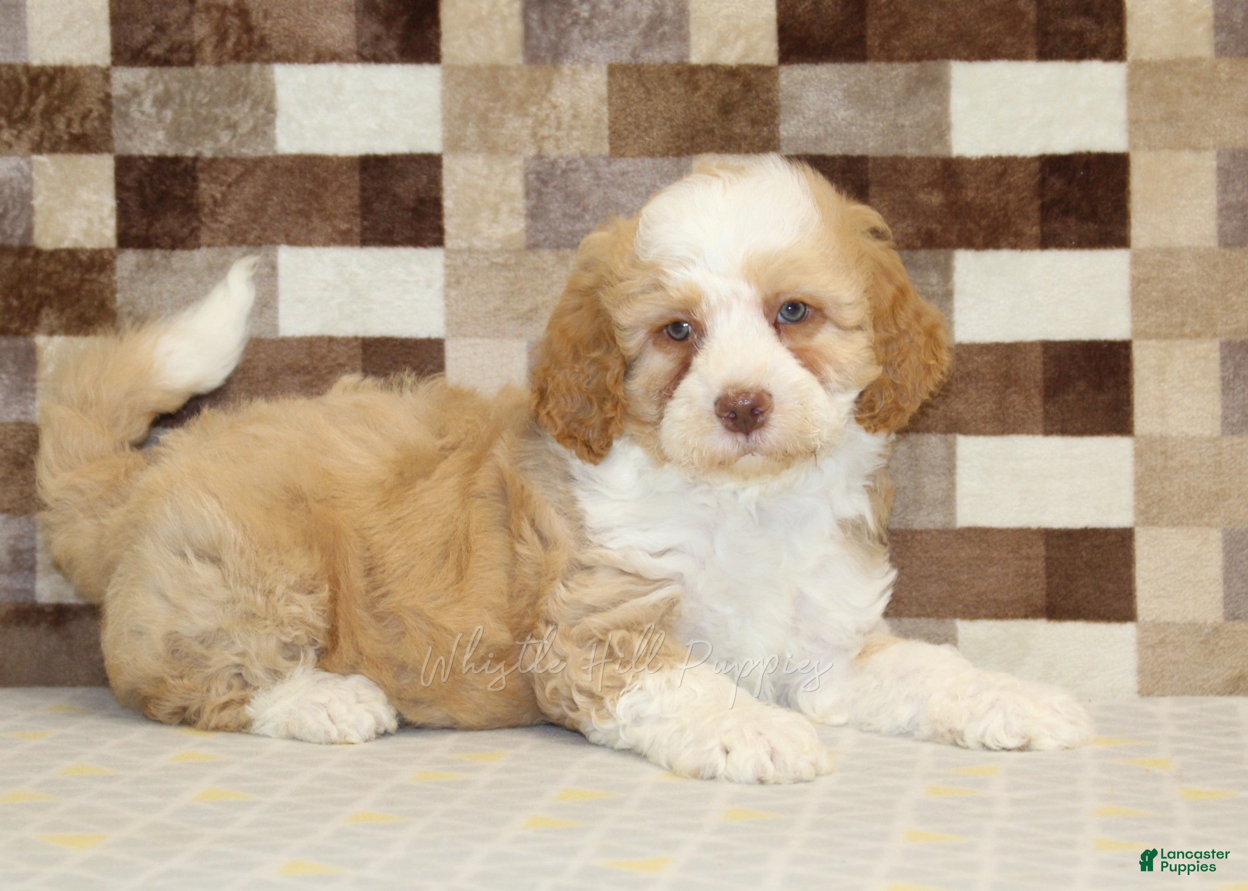 Mini Bernedoodle dogs Harley - Ad 2