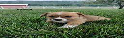 Welsh Corgi Pembroke dogs for sale: Maddie  - Ad 16