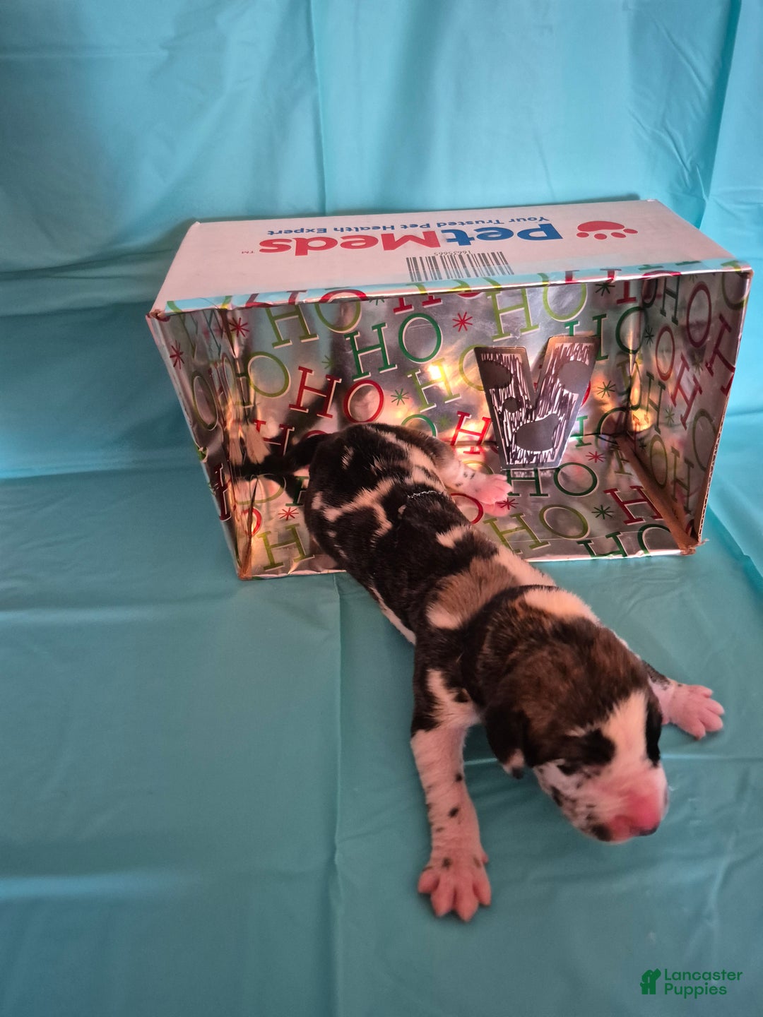 Great Dane dogs for sale: Vixen - Ad 1