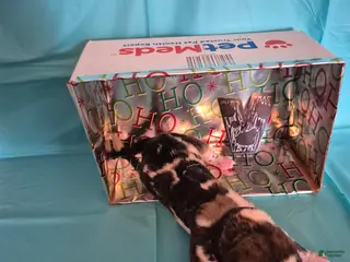 Great Dane dogs Vixen - Ad 32