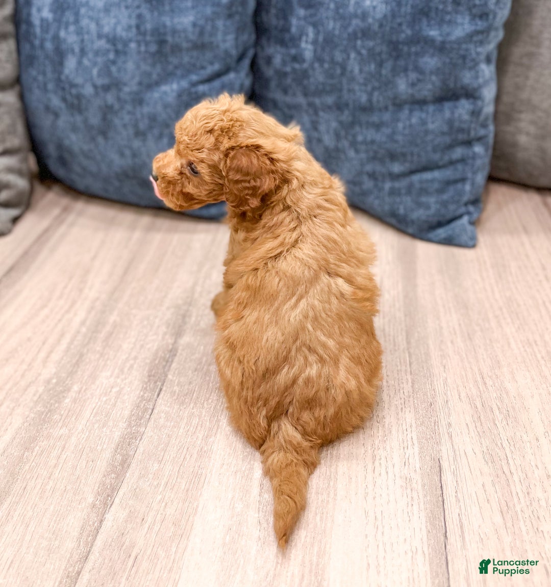 Mini Goldendoodle dogs for sale: Sydney - Ad 5