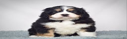 Bernedoodle dogs for sale: Mr. Sparky - Ad 2