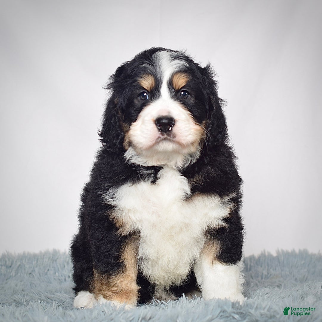 Bernedoodle dogs for sale: Mr. Sparky - Ad 2