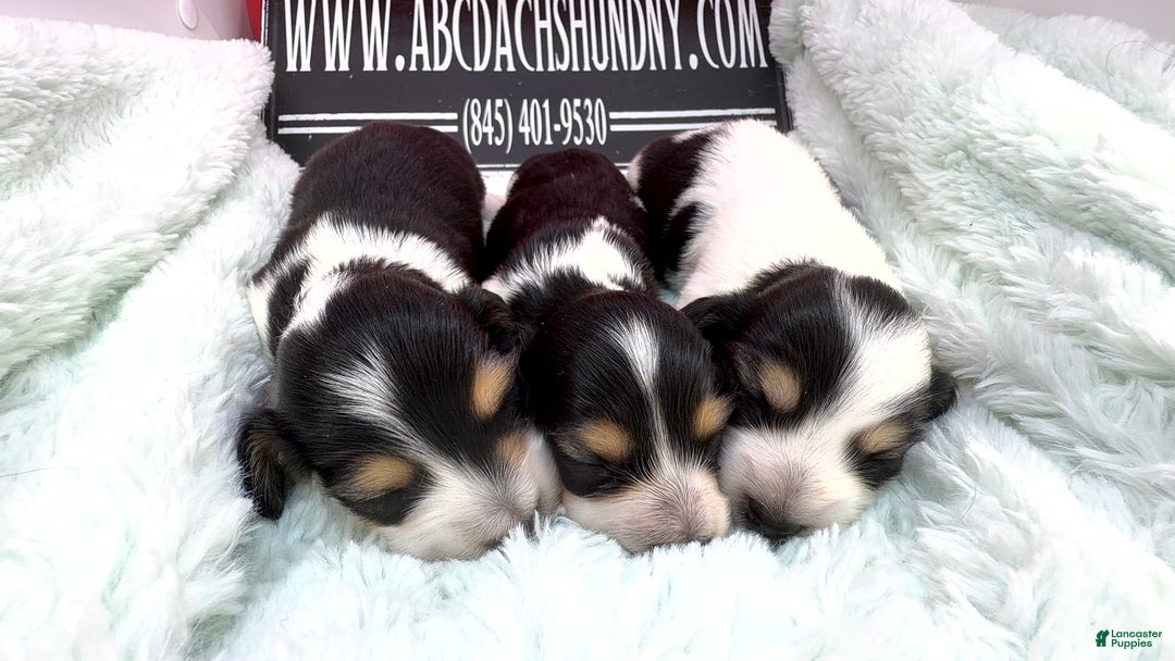 Miniature Dachshund dogs for sale: Russian/South African pies - Ad 3