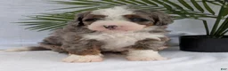 Mini Bernedoodle dogs for sale: Mini Darcy  - Ad 24
