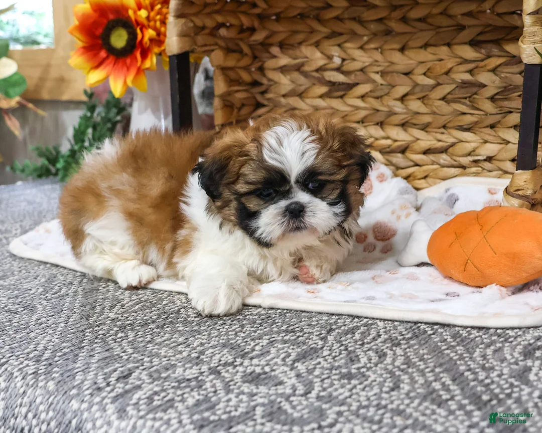 Shih Tzu dogs for sale: Lion - Ad 2
