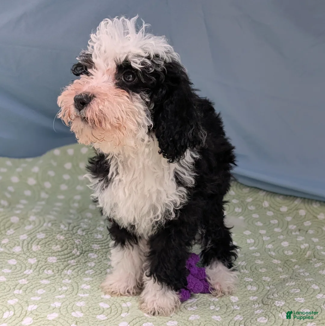 Mixed Breed dogs for sale: Paz (Peace) - Ad 6