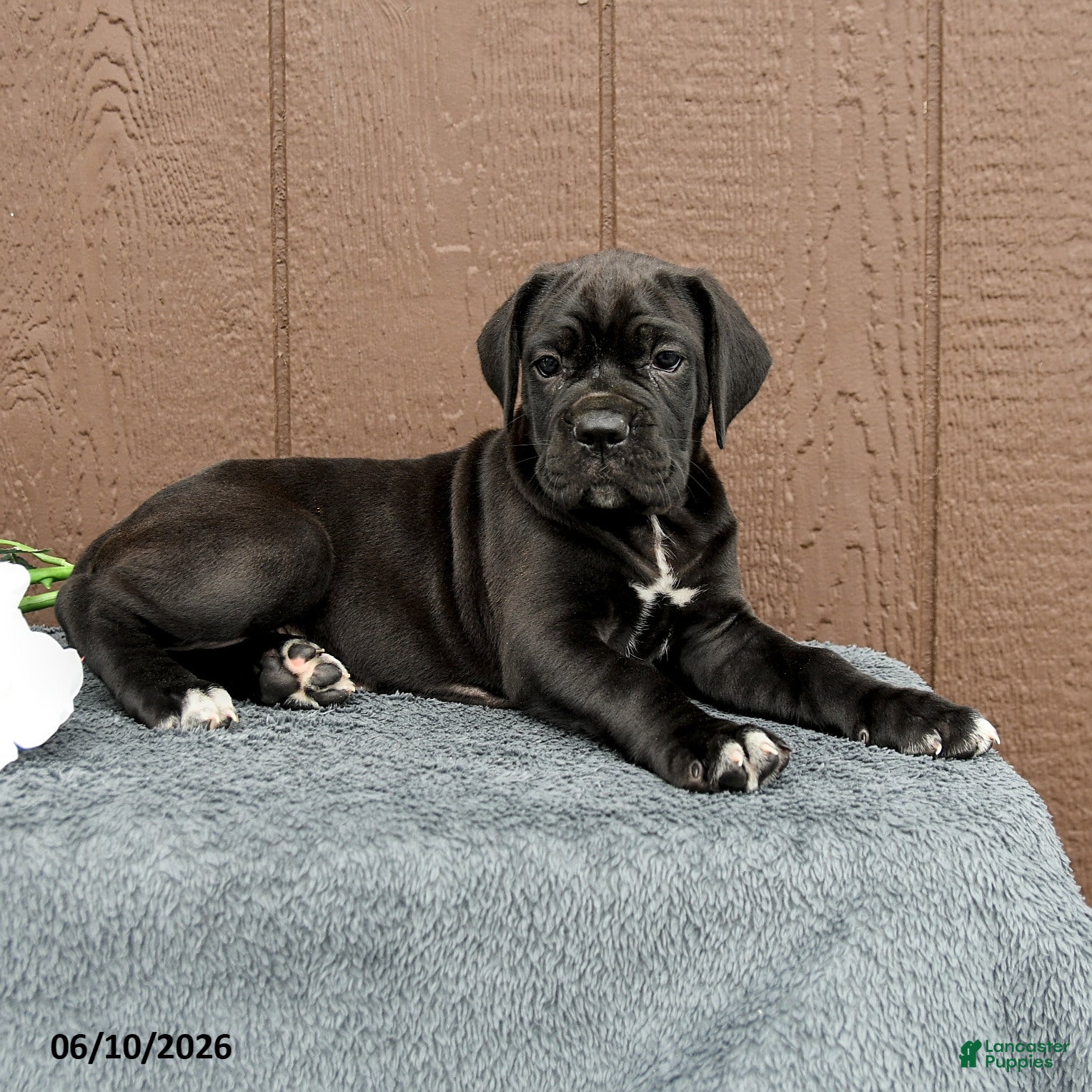 Cane Corso dogs Catalina - Ad 2