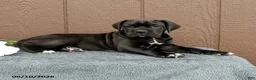 Cane Corso dogs for sale: Catalina - Ad 2