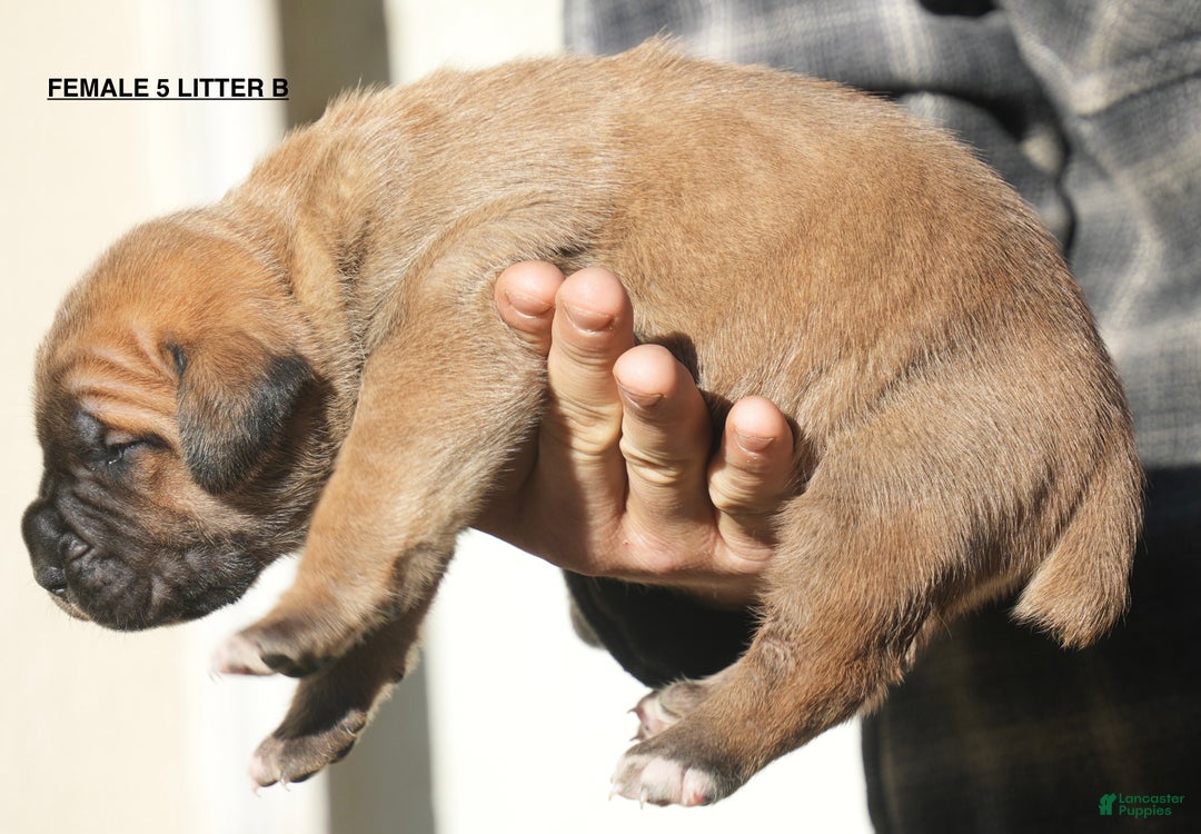 Cane Corso dogs for sale: Cane Corso Puppy 5 - Ad 2