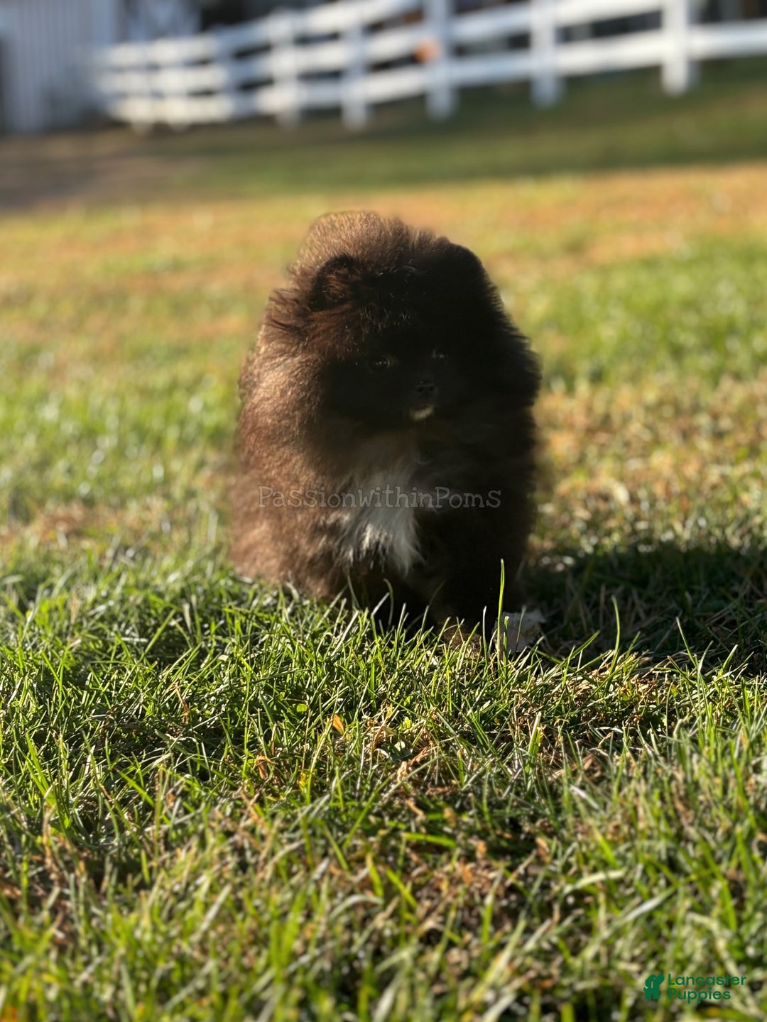Pomeranian dogs for sale: Little Bubbles - Ad 3