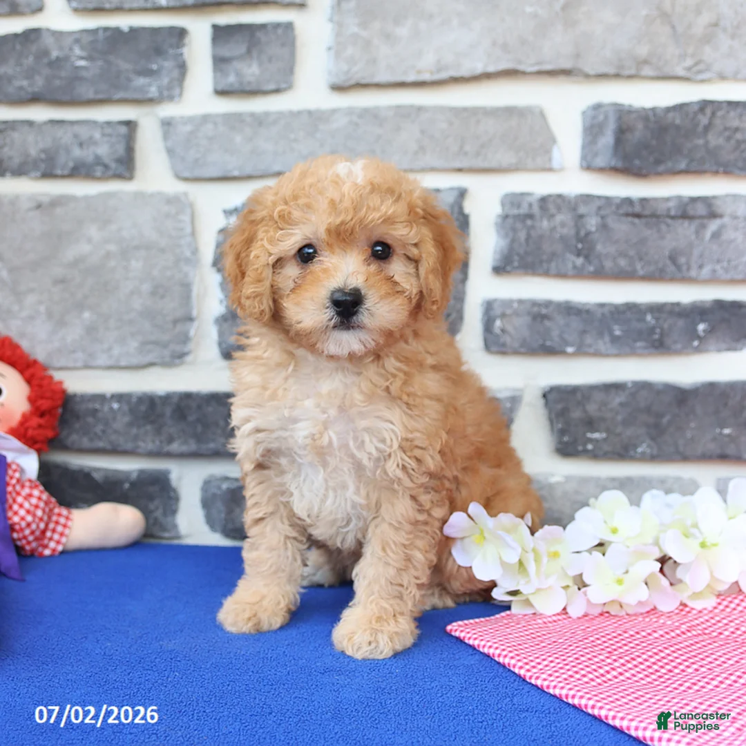 Mini Goldendoodle dogs for sale: Candie - Ad 1
