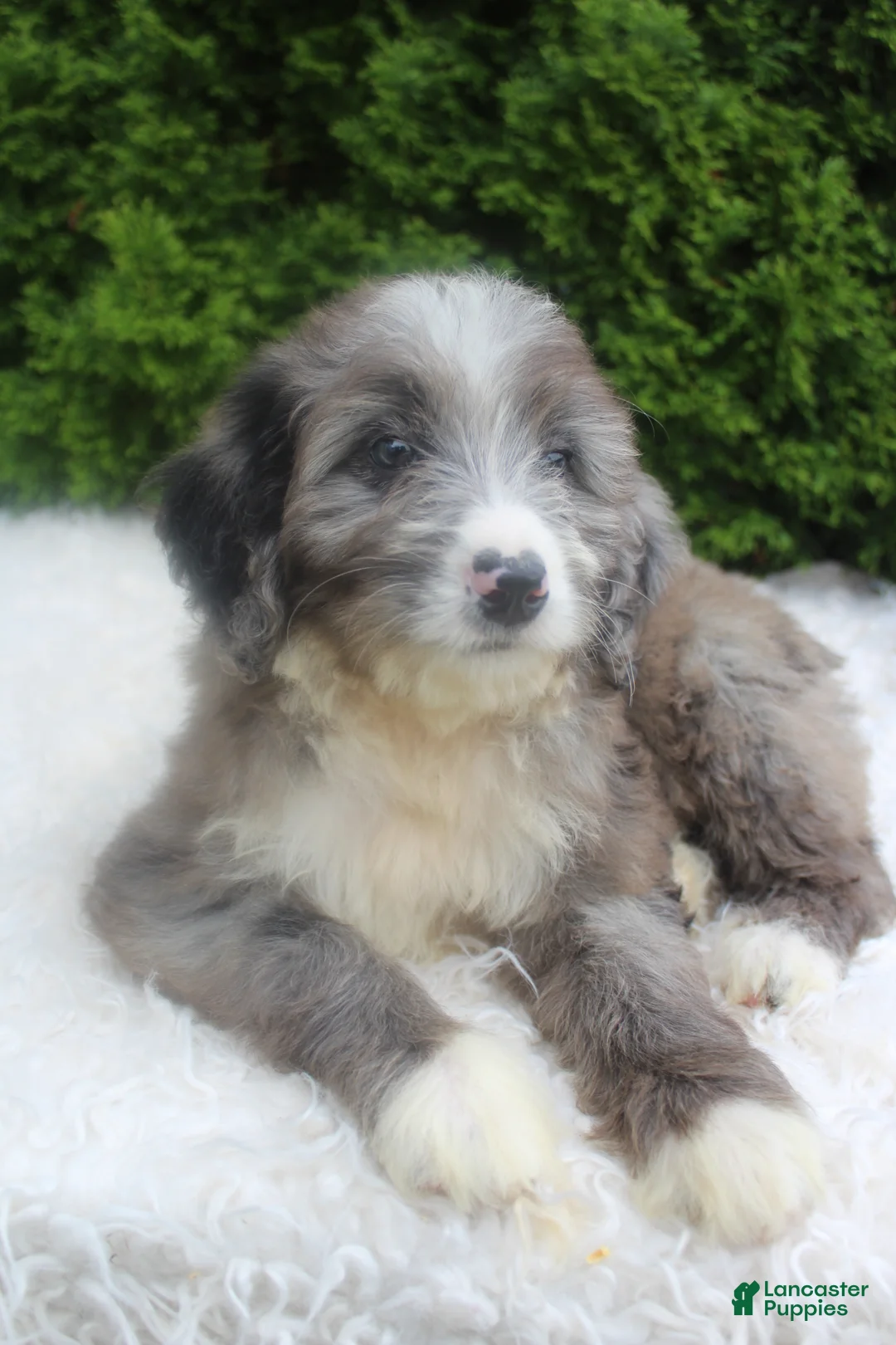 Bernedoodle dogs for sale: Jenny - Ad 7
