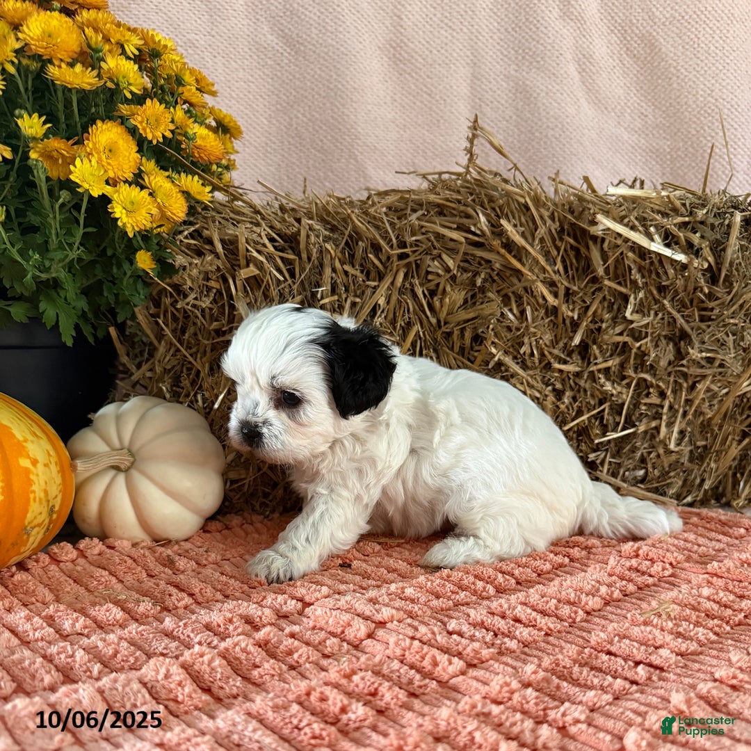 Teddy Bear dogs for sale: Oreo - Ad 3