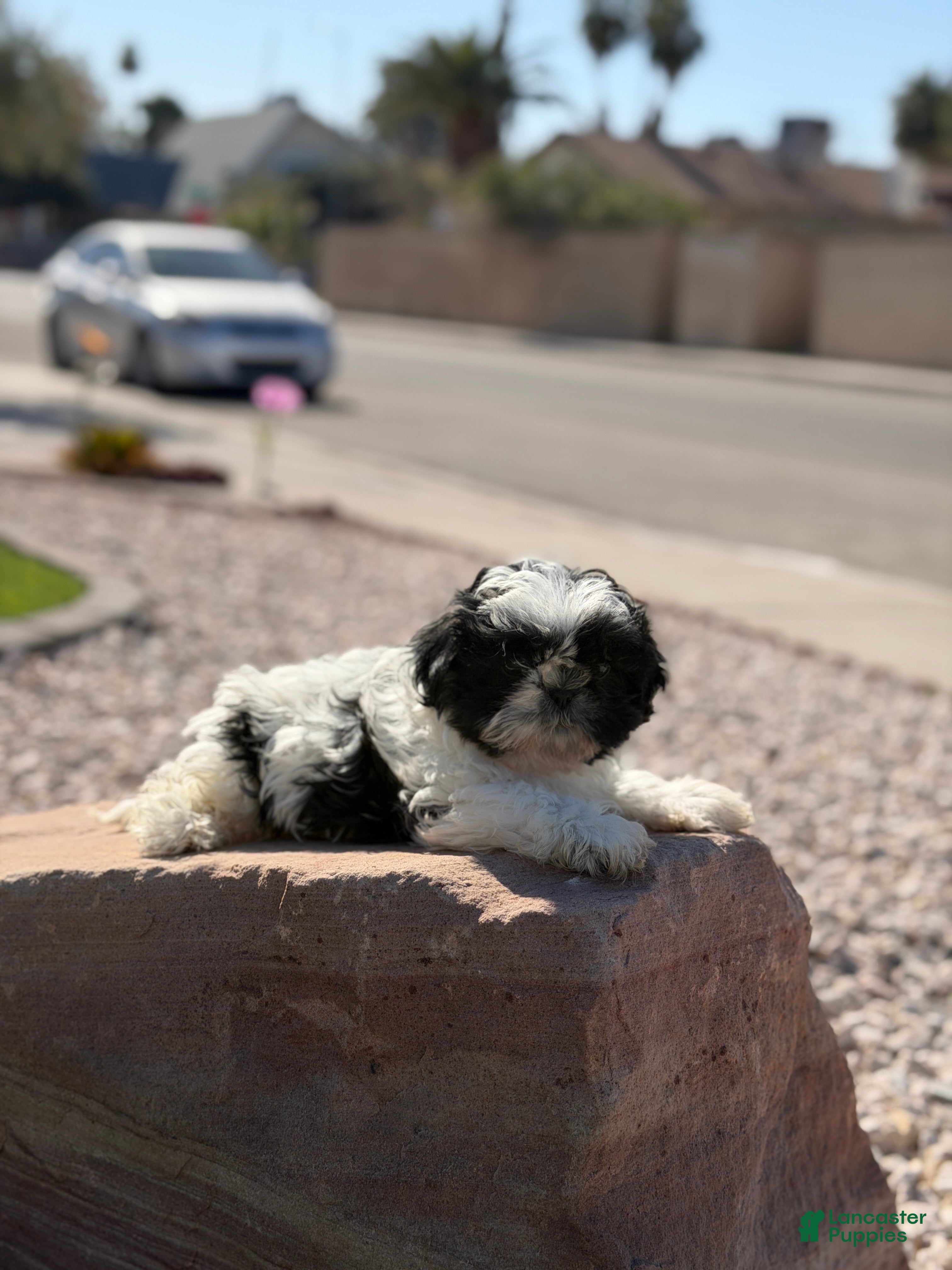 Shih Tzu dogs Shih Tzu Puppy 2 - Ad 1