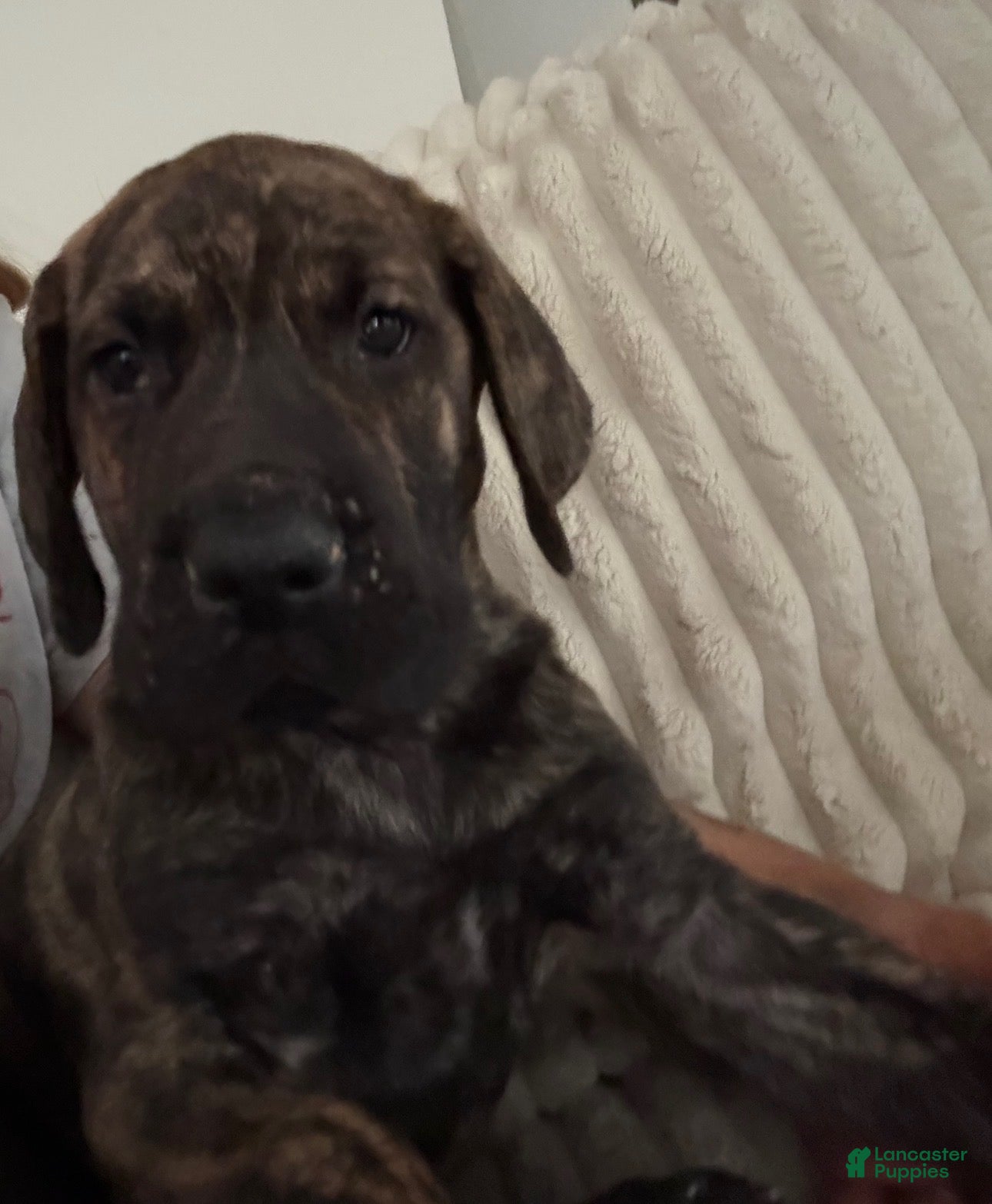 Great Dane dogs Brindle Male - Ad 40
