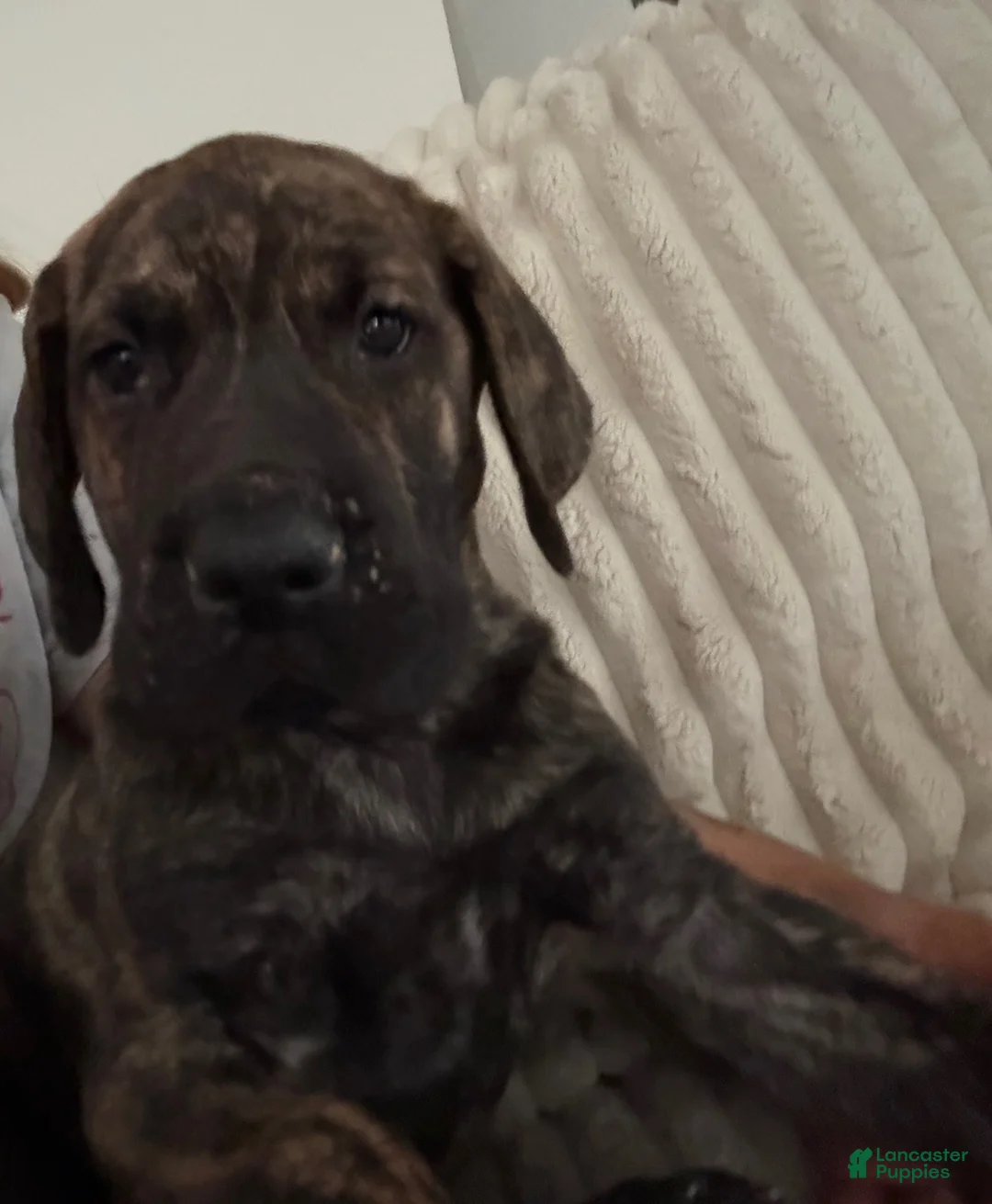 Great Dane dogs for sale: Brindle Male - Ad 1