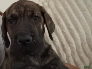 Great Dane dogs Brindle Male - Ad 40