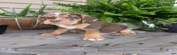 Beabull dogs for sale: Tank - Ad 6