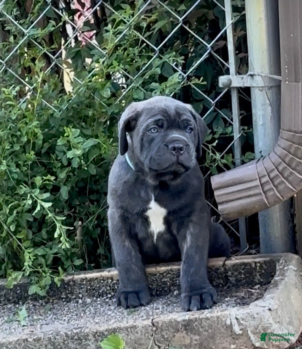 Cane Corso dogs Cane Corso Puppy 1 - Ad 34