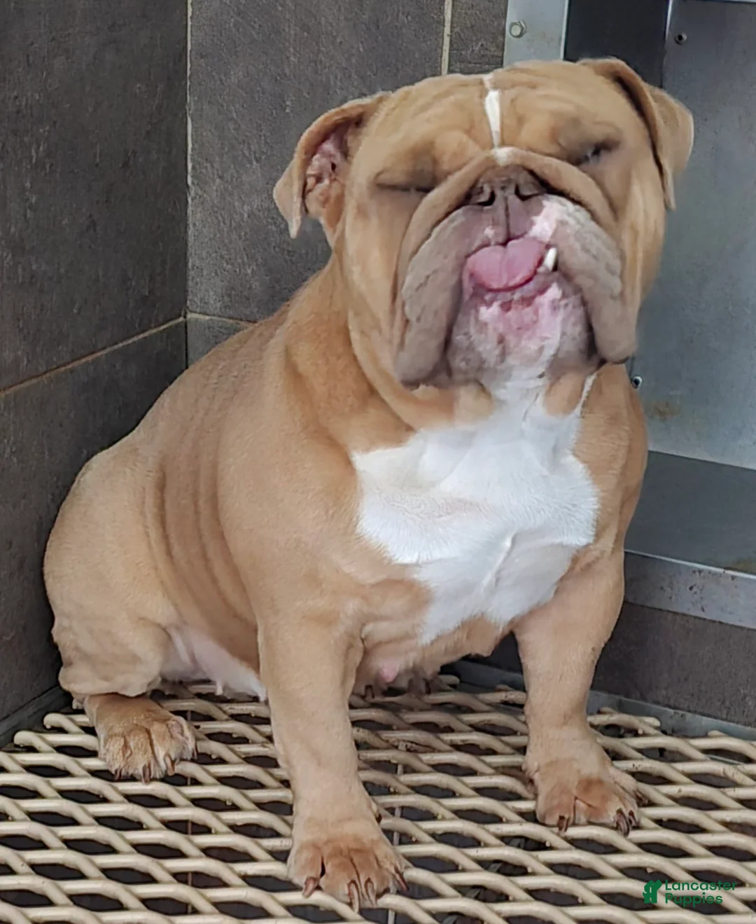 English Bulldog dogs for sale: AKC Bailey - Ad 5