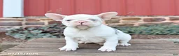 Frenchton dogs for sale: Jasper - Ad 3
