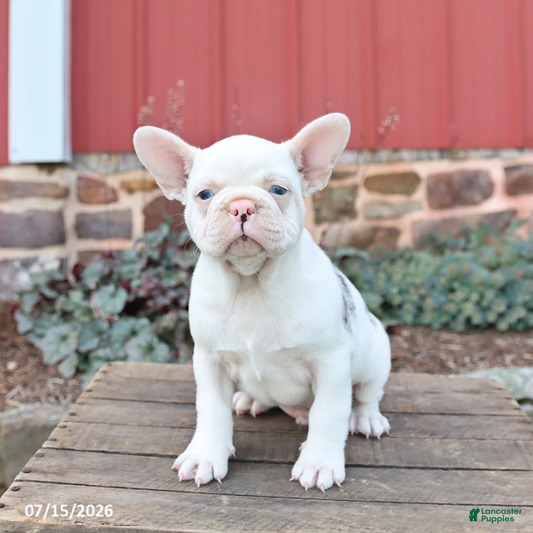 Frenchton dogs for sale: Jasper - Ad 3