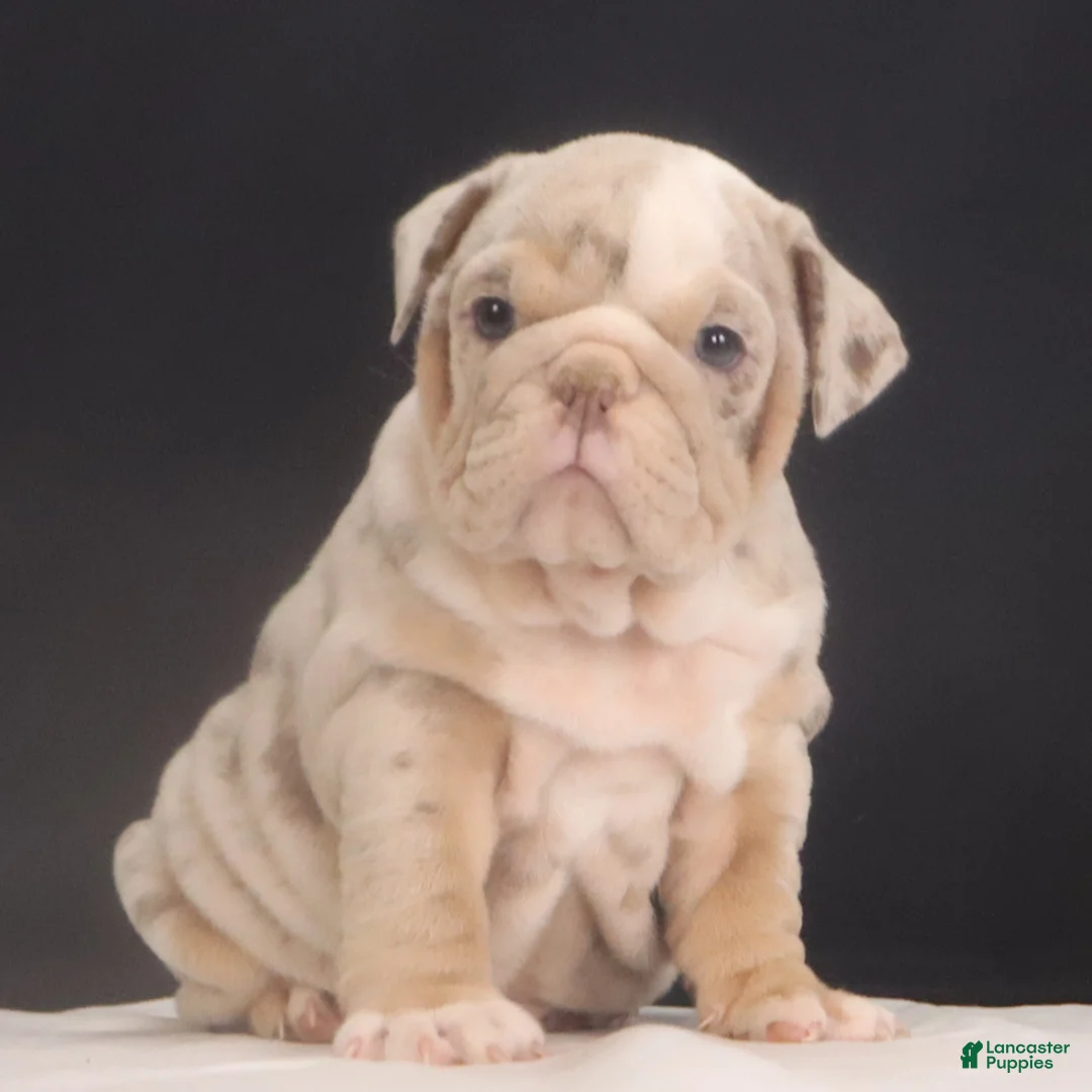English Bulldog dogs for sale: Tanya - Ad 3
