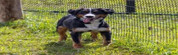 Bernedoodle dogs for sale: Gwenda - Ad 4