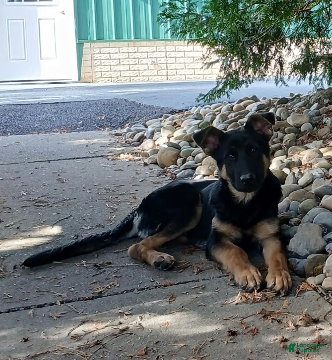 German Shepherd dogs for sale: German Shepherd Puppy 1 - Ad 4