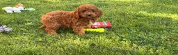 Cockapoo dogs for sale: Pumpkin  - Ad 3