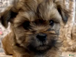 Teddy Bear dogs for sale: Teddy Bear Miley - Ad 2