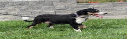 Mini Bernedoodle dogs for sale: Homer- genetic clear - Ad 7