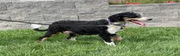 Mini Bernedoodle dogs for sale: Homer- genetic clear - Ad 8
