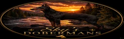 Doberman Pinscher dogs for sale: Doberman Pinscher 1 - Ad 8