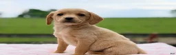 Chiweenie dogs for sale: Molly  - Ad 2