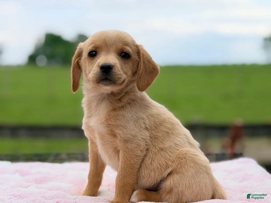 Chiweenie dogs for sale: Molly  - Ad 2