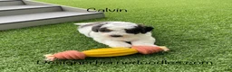 Mini Bernedoodle dogs for sale: Calvin Tiny/Toy - Ad 3